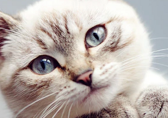 Отдам милоту в хорошие руки